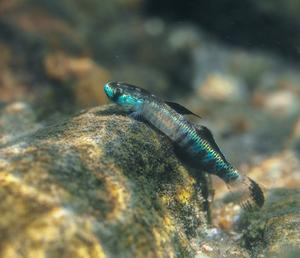 gold neon dwarf goby