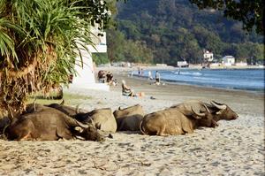 Buffalo bronze themselves alongside human bathers on a south Lantau beach in Hong Kong.