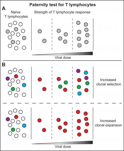 T Cells Find Strength in Numbers (2 of 2)
