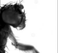 Comparison of Movements of Young and Old Fruit Flies (1 of 2)