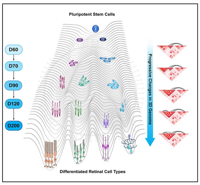 Graphical abstract of cell differentiation and chromatin architecture changes