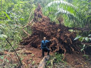 Cary Institute forest ecologist Evan Gora stands near the roots of a tree knocked over by winds from a thunderstorm.