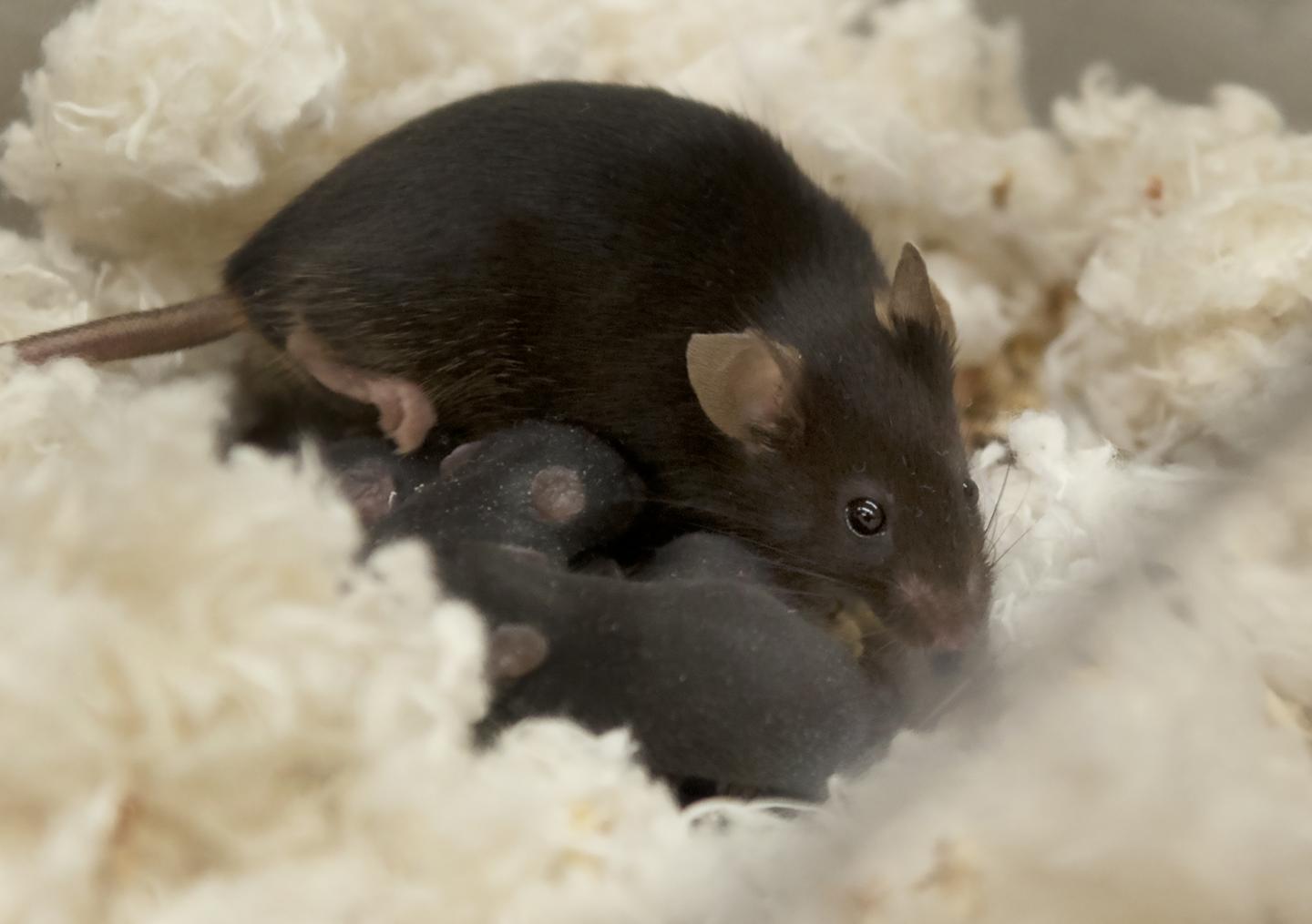 Nursing Mice