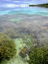 Crown-Of-Thorns Sea Star
