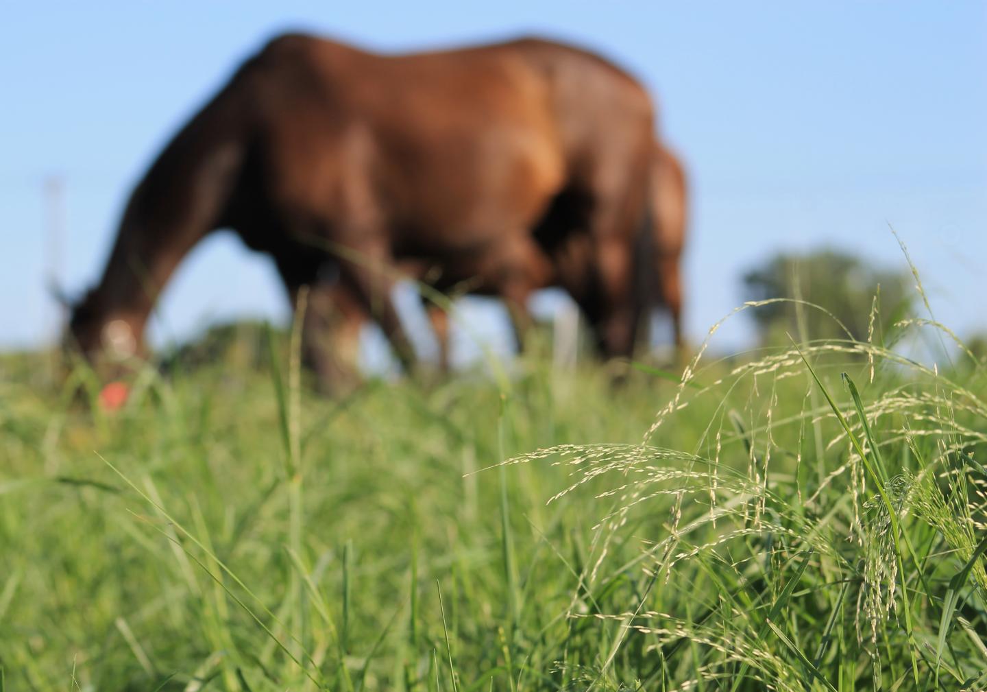 Grazing Horse