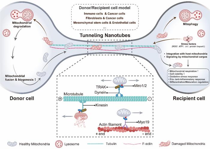 Fig. 3. Mechanotransduction in mitochondria transfer.