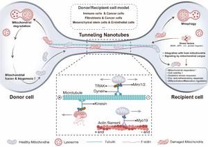 Fig. 3. Mechanotransduction in mitochondria transfer.