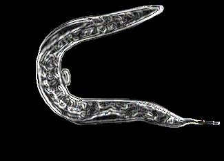 <i>C. elegans</i>