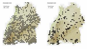 Comparison of the distribution of the green-winged orchid (Anacamptis morio, formerly Orchis morio) in Baden-Württemberg