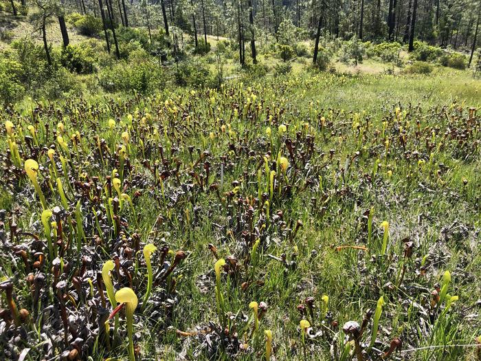 Pitcher plants in the California fens