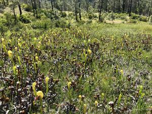 Pitcher plants in the California fens