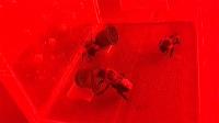 Caged Bees