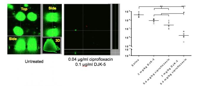 <i>Pseudomonas aeruginosa</i>