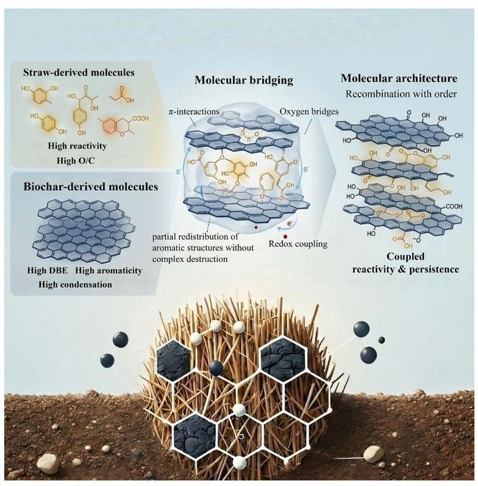 Interactive effects of straw and biochar alter humic acid composition and component associations