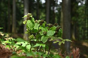 Vincetoxicum nakaianum flowering in the natural habitat