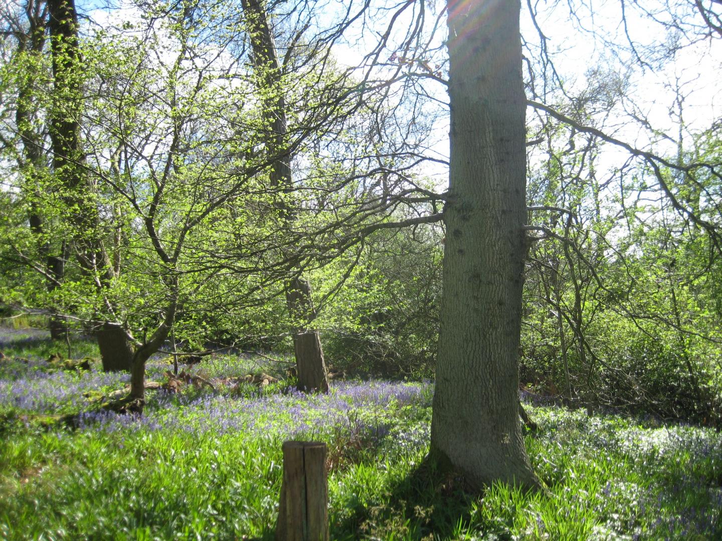 Leafing in Spring