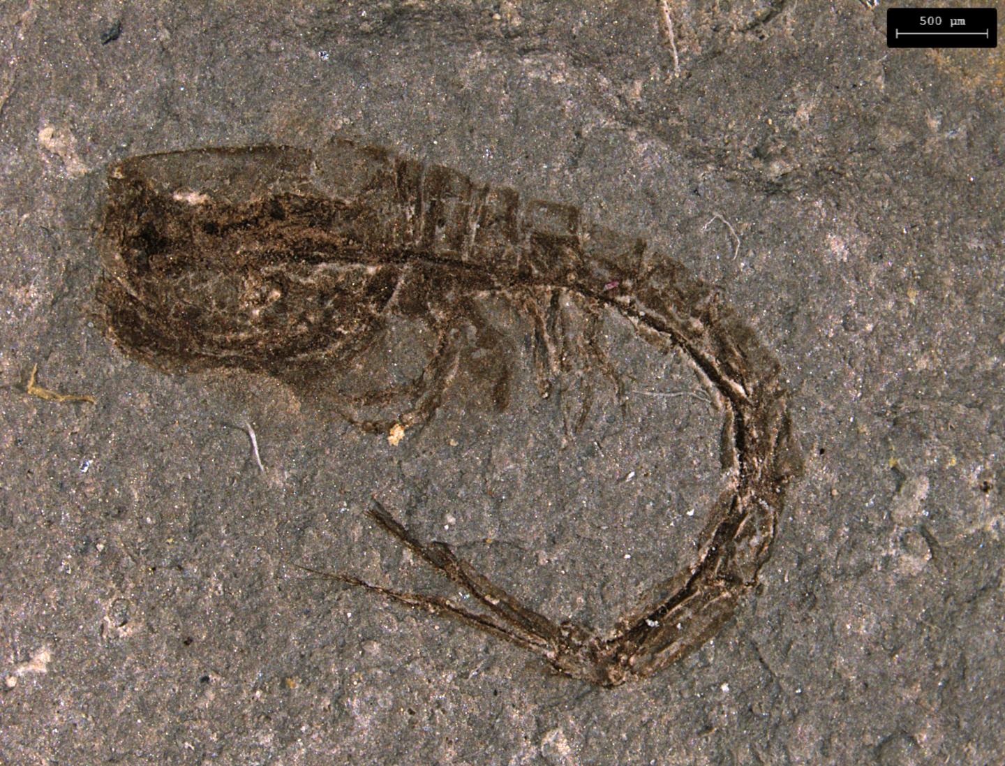 <em>Eobodotria muisca</em> (1 of 2)