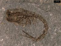 <em>Eobodotria muisca</em> (1 of 2)