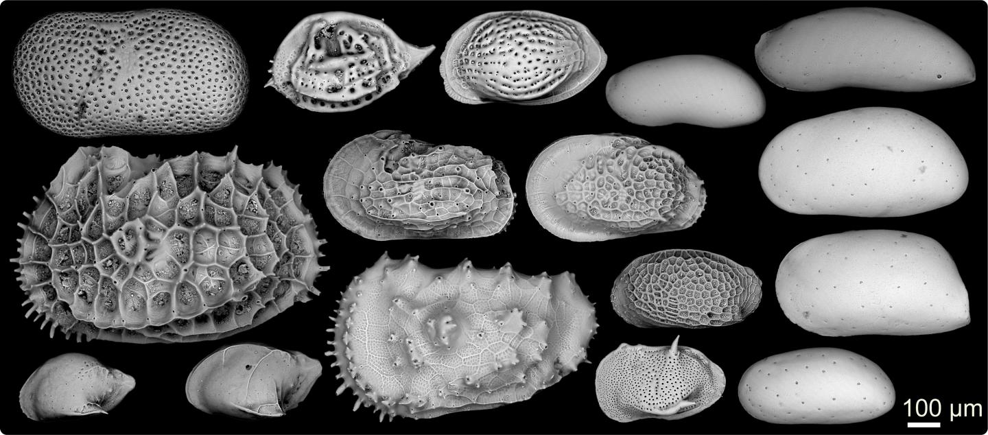 Ostracods