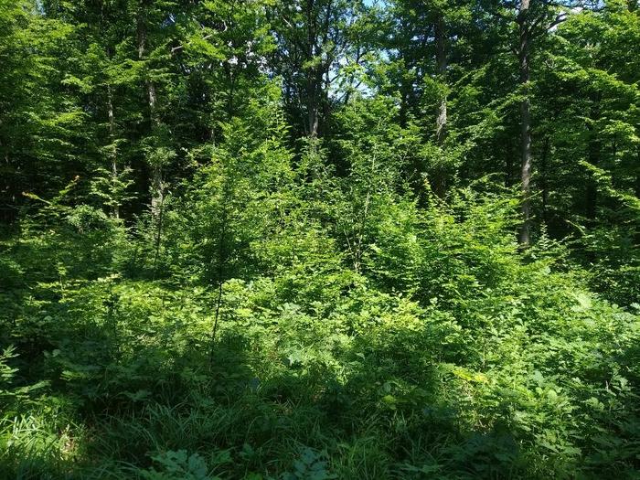 In circular gaps oak saplings develop rapidly