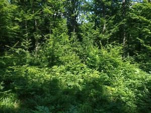 In circular gaps oak saplings develop rapidly