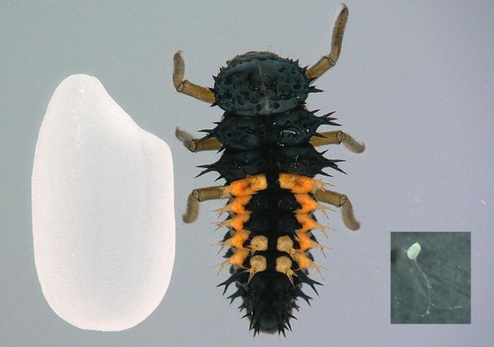 Resea 4th Instar Larvae (Center) and an Ovary (Right) of the Multicolored Asian Ladybird Beetle