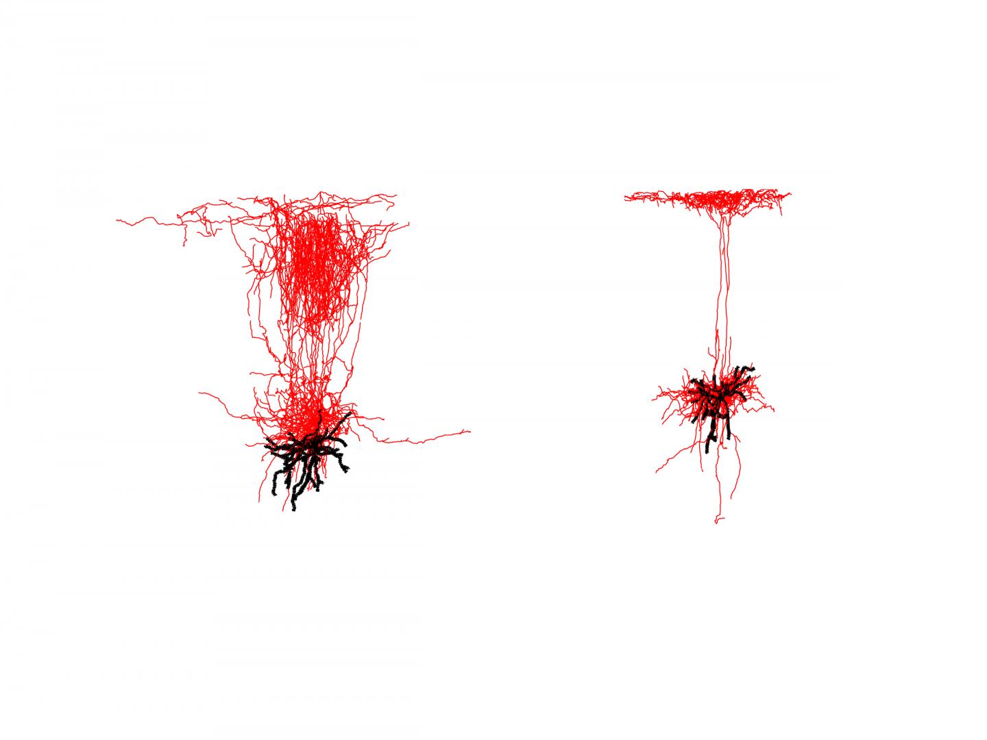 Sst Interneuron