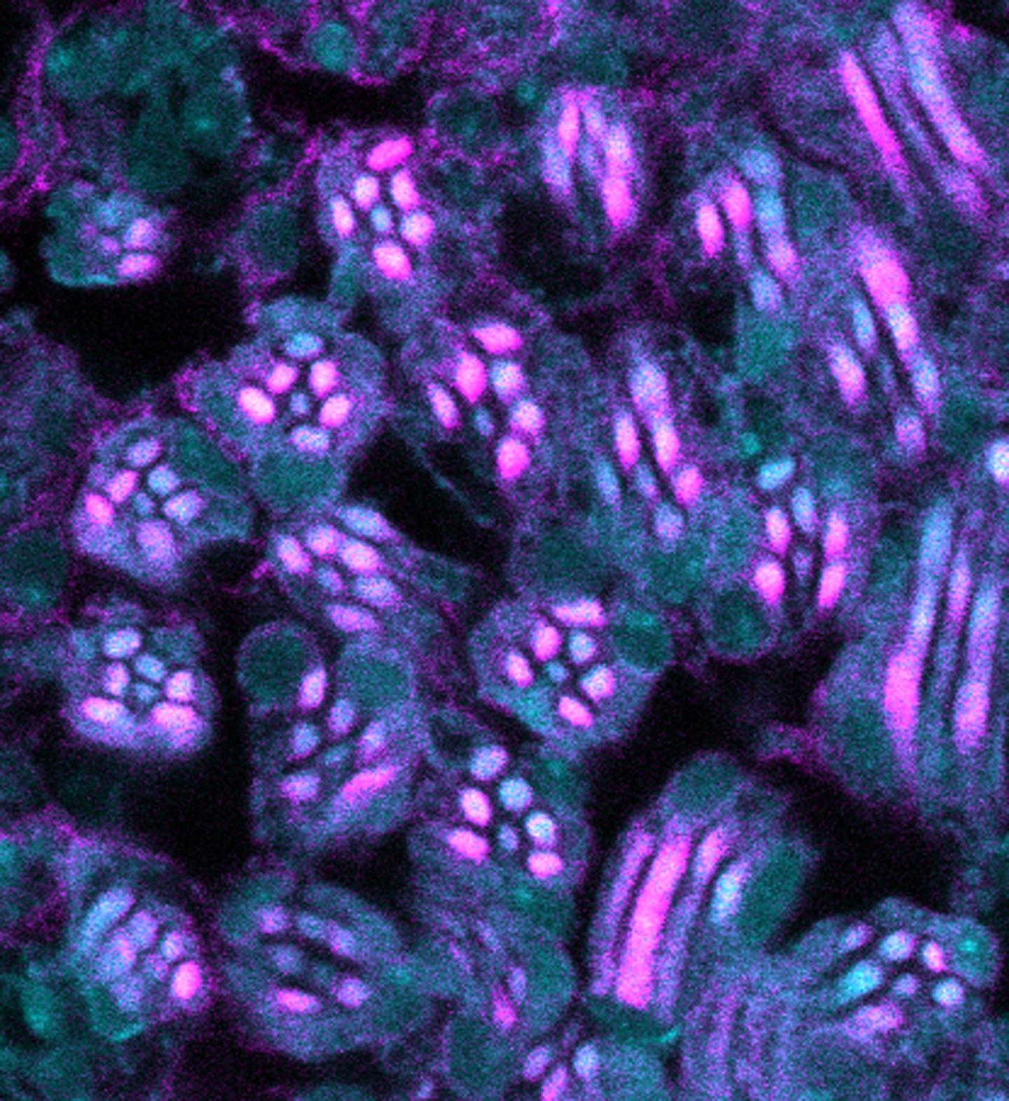 Photoreceptors