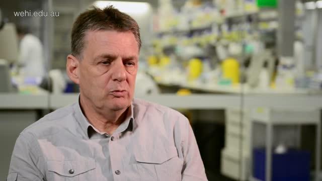 No Idle Chatter: Study Finds Malaria Parasites 'Talk' to Each Other