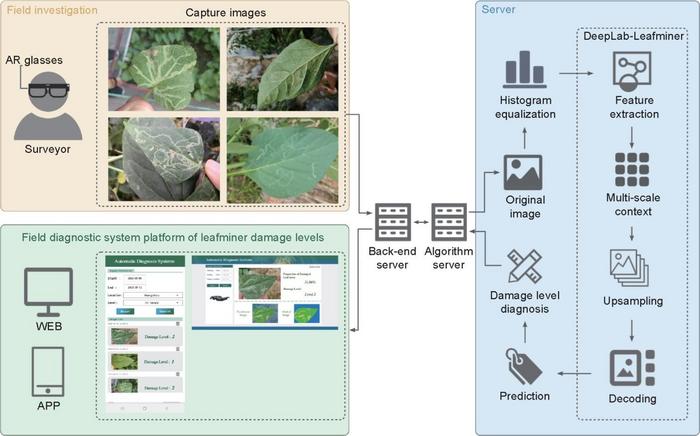 Fig. 1. Framework of the diagnostic system of leafminer damage levels.