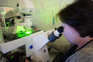 Elena Suvorova observes the toxomplasma gondii parasite in the lab.jpg