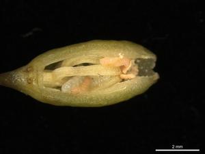 260406-Suetsugu-Fragrance-Larvae