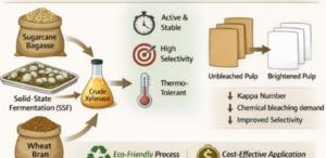 Enzyme produced by fungus may replace chemicals in the paper industry