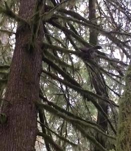 Northern spotted owl