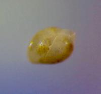 Foraminifer Specie