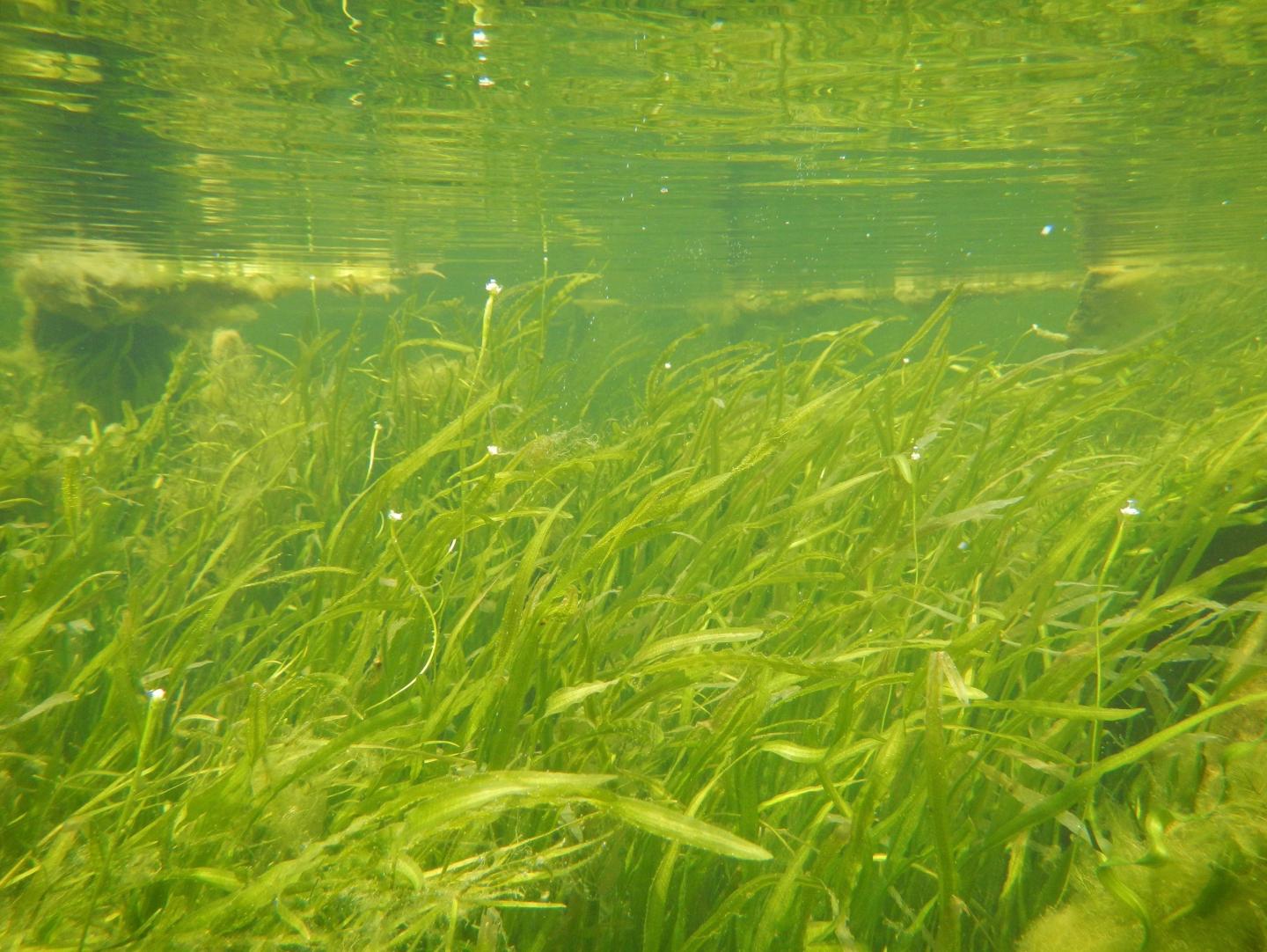 Biodiversity