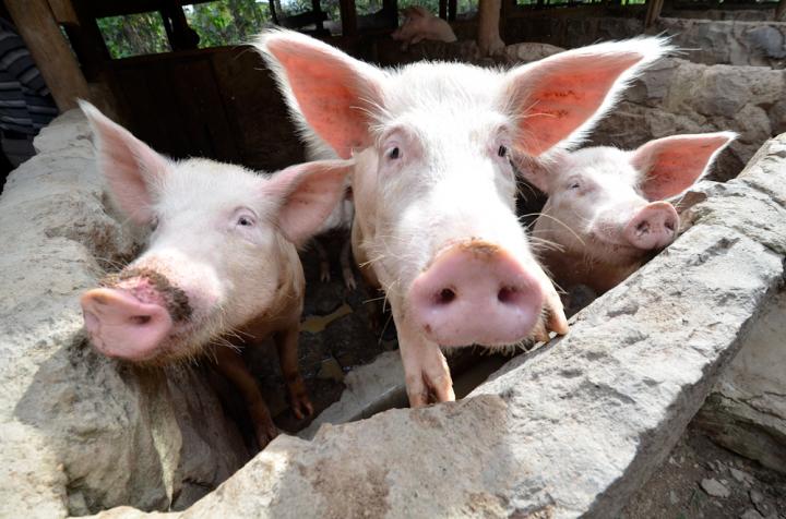 Three warming piggies