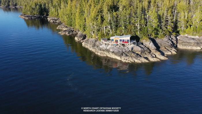 Bubble netting off Fin Island