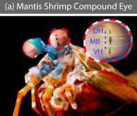 Loss of Smell in COVID-19 Patients May Arise from Virus Persisting in the Nasal Cavity (1 of 3)
