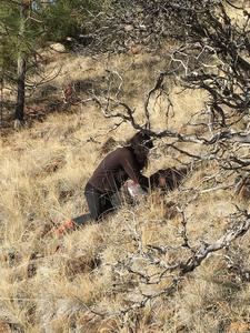 Chelsea Obeidy collecting soil samples on Eight Dollar Mountain