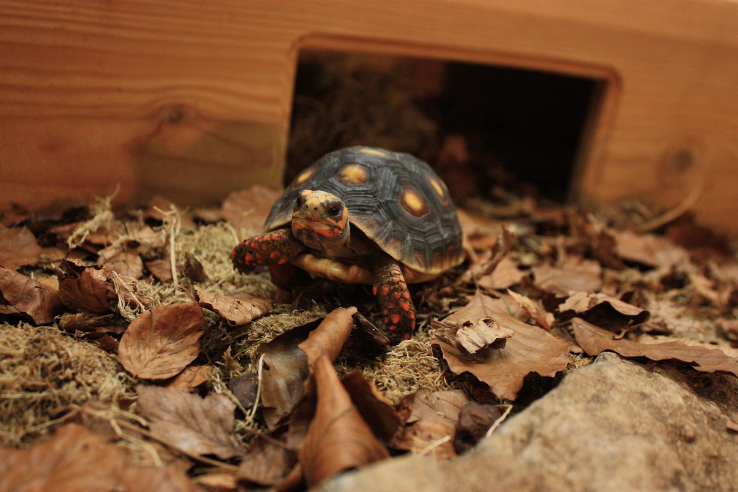 Red-footed Tortoise