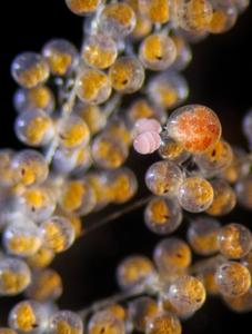 nicothoid copepod