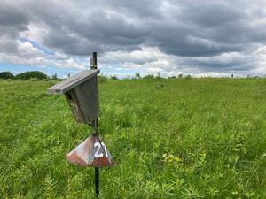 Tree swallow nest box at Long Point Bird Observatory