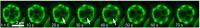 Membrane Domains Merging in Vacuole of Living Yeast Cell