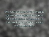 Waggle Dance Performed by a Sleep-deprived Bee