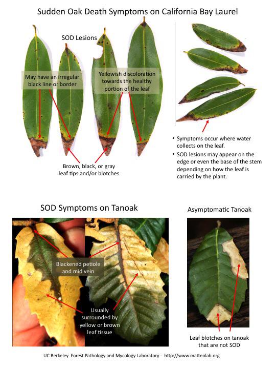 Training Materials for Citizen Scientists