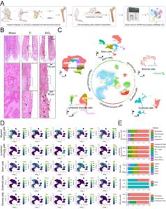 Fig. 2 Histological analyses and cellular atlases of the bone marrow surrounding the titanium (Ti) and zirconia (ZrO2) implants.