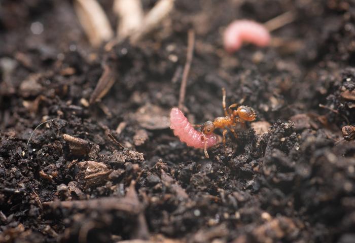 Ant carrying a Maculinea butterfly caterpillar