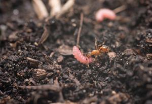 Ant carrying a Maculinea butterfly caterpillar