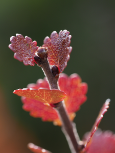 Dwarf birch